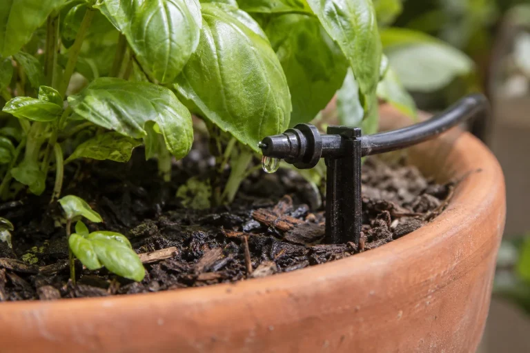 A drip outlet delivering a small droplet to compost beside a potted herb.