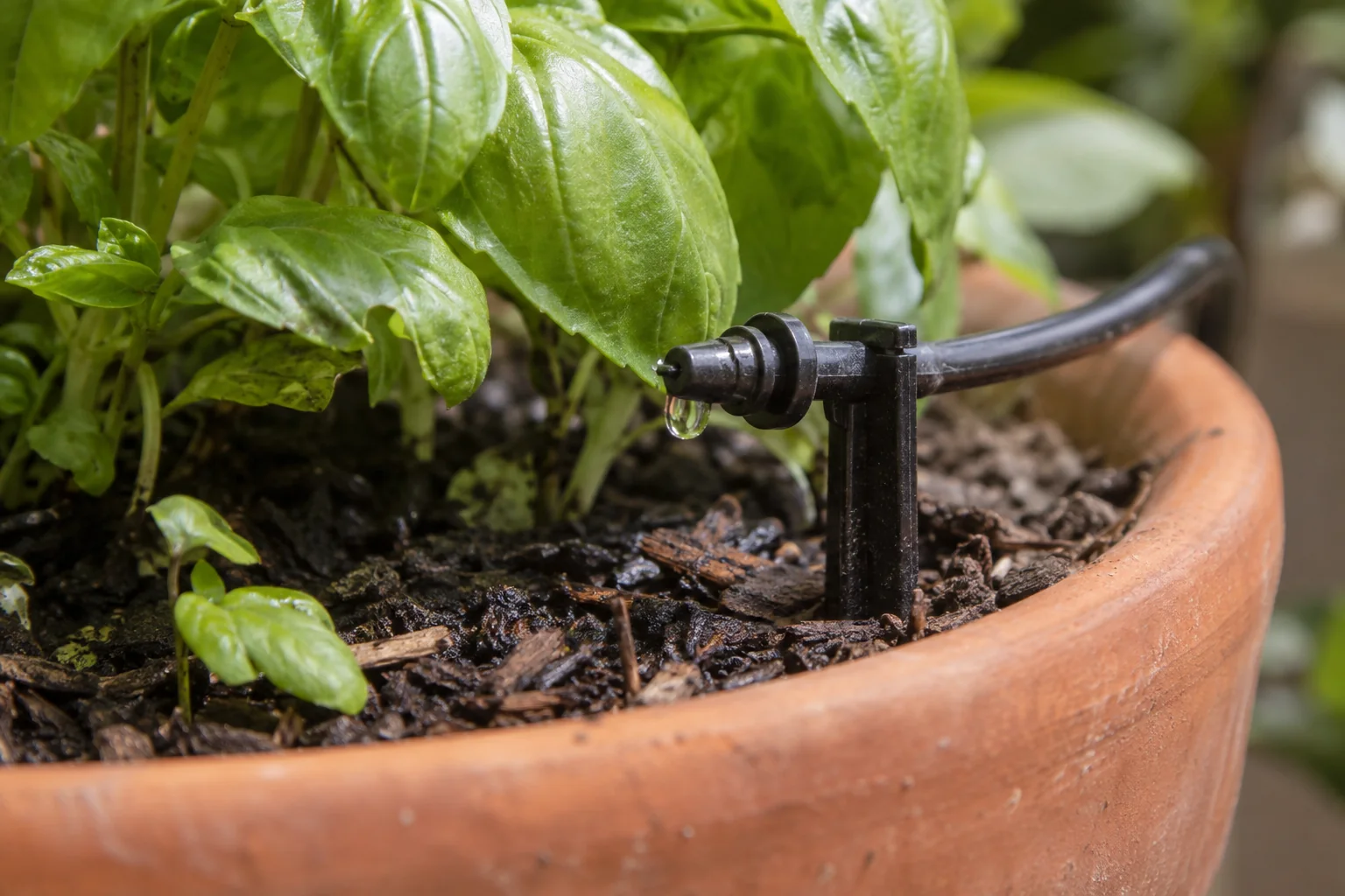 A drip outlet delivering a small droplet to compost beside a potted herb.